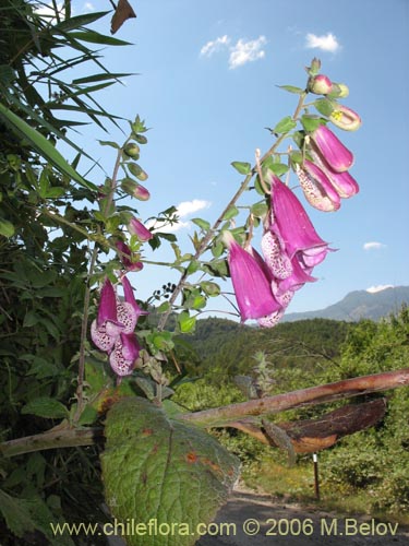 Bild von Digitalis purpurea (Dedalera / Campanilla). Klicken Sie, um den Ausschnitt zu vergrössern.